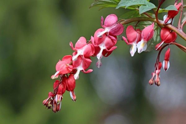 Valentine Bleeding Hearts by Deb Oppermann